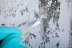 Read more about the article Step-by-Step Visual Mold Inspection: How to Detect and Prevent Mold Growth in Your Property