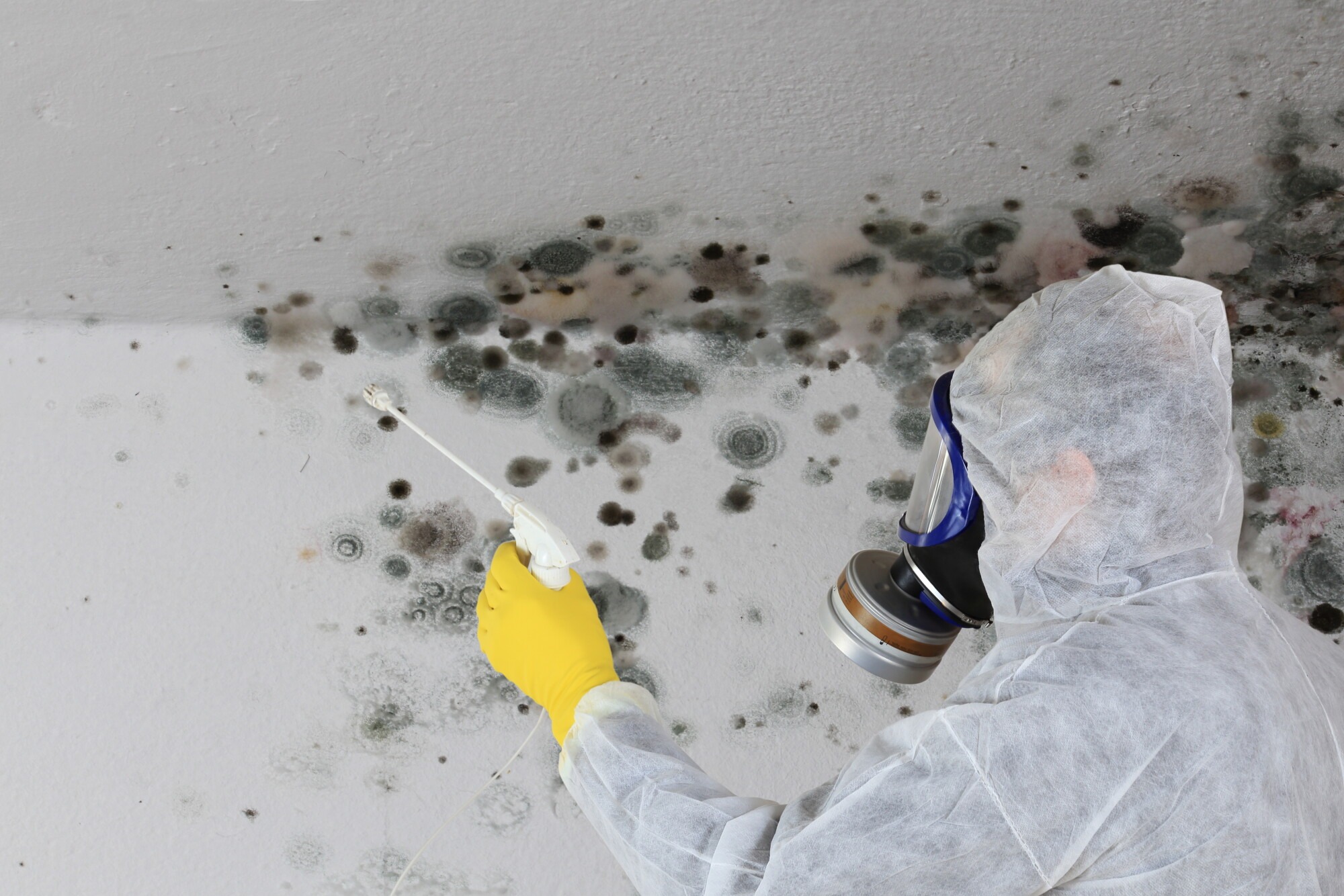 Read more about the article 6 Natural Remedies to Banish Mold for Good: Say Goodbye to Toxic Fungus!