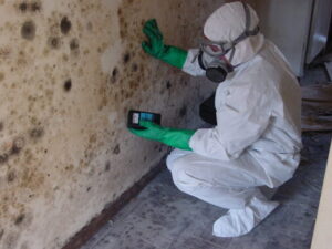 Read more about the article The Importance of Visual Mold Inspection for a Healthy Living Environment