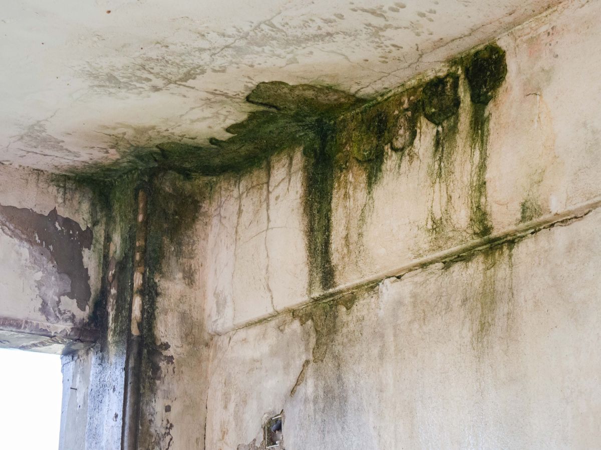 Read more about the article Edison Property Owners: 5 Warning Signs of Toxic Mold Growth After Water Damage